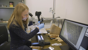 Tree rings just record. They are impartial recorders of change over time. They have no bias, and they have no political agenda; they just stand at locations all over the world," says Charlotte Pearson, an assistant professor of dendrochronology at the UA, studies samples under a microscope. (Photo credit: Mari Cleven) Tree rings just record. They are impartial recorders of change over time. They have no bias, and they have no political agenda; they just stand at locations all over the world," says Charlotte Pearson, an assistant professor of dendrochronology at the UA, studies samples under a microscope. (Photo credit: Mari Cleven)